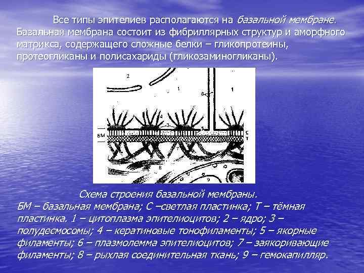 Все типы эпителиев располагаются на базальной мембране. Базальная мембрана состоит из фибриллярных структур и