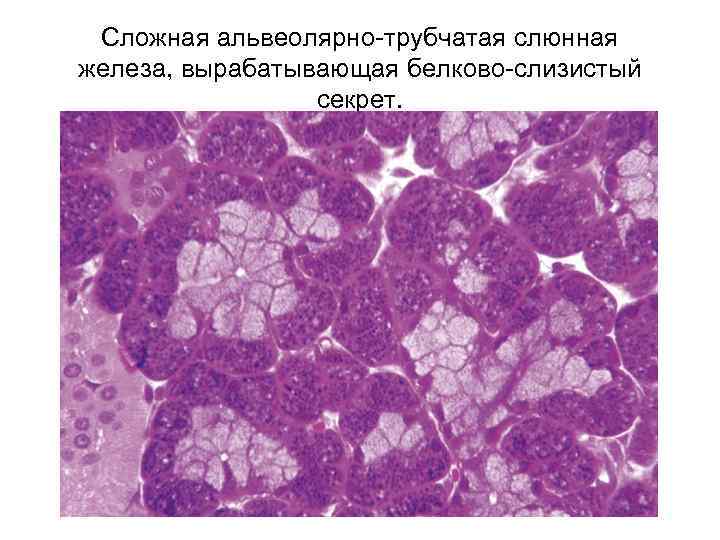 Сложная альвеолярно-трубчатая слюнная железа, вырабатывающая белково-слизистый секрет. 