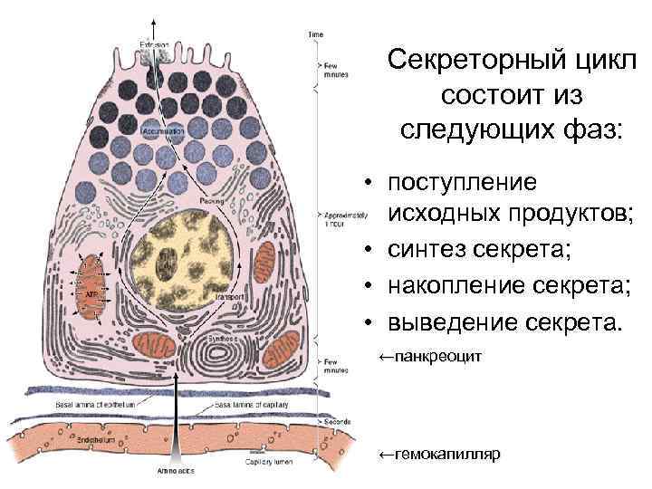 Секреторный цикл состоит из следующих фаз: • поступление исходных продуктов; • синтез секрета; •