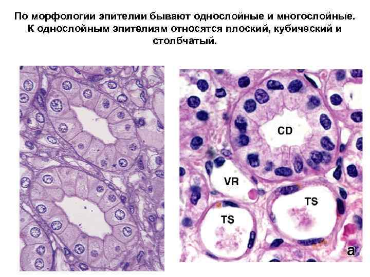 По морфологии эпителии бывают однослойные и многослойные. К однослойным эпителиям относятся плоский, кубический и