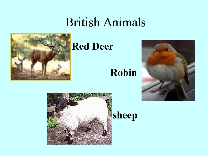 British Animals Red Deer Robin sheep 