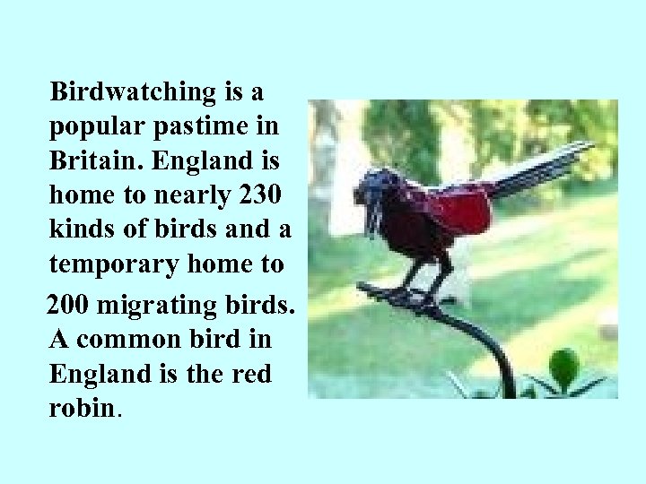  Birdwatching is a popular pastime in Britain. England is home to nearly 230