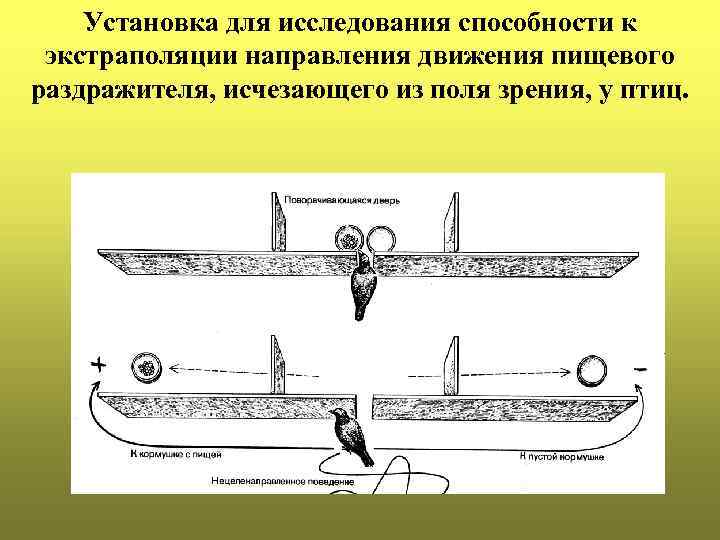 Установка для исследования способности к экстраполяции направления движения пищевого раздражителя, исчезающего из поля зрения,