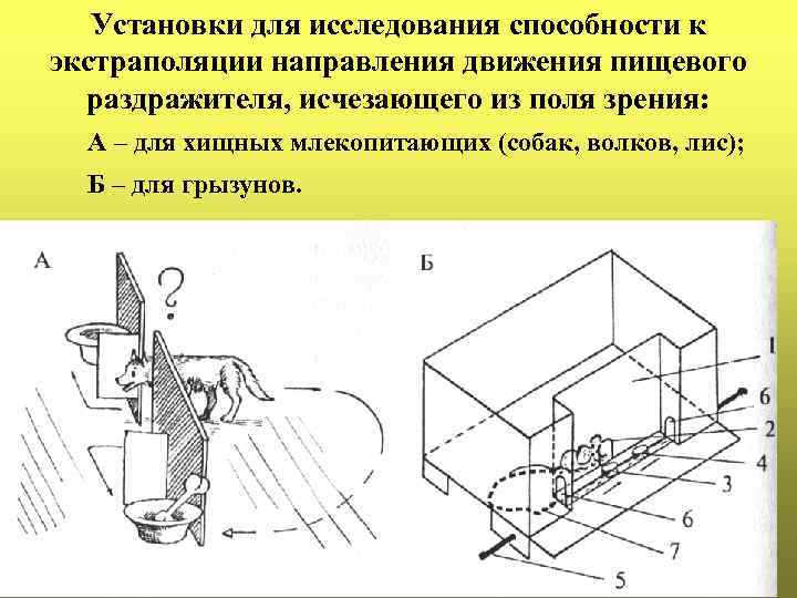 Установки для исследования способности к экстраполяции направления движения пищевого раздражителя, исчезающего из поля зрения: