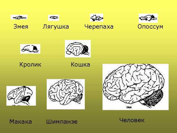 Змея Кролик Макака Лягушка Черепаха Опоссум Кошка Шимпанзе Человек 