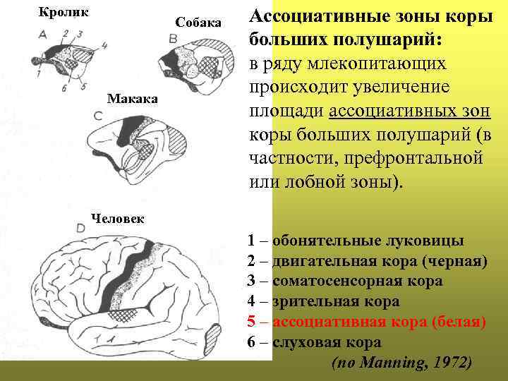 Обонятельная зона коры больших полушарий