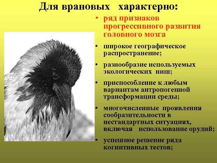 Для врановых характерно: • ряд признаков прогрессивного развития головного мозга • широкое географическое распространение;