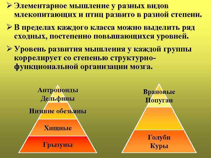 Ø Элементарное мышление у разных видов млекопитающих и птиц развито в разной степени. Ø