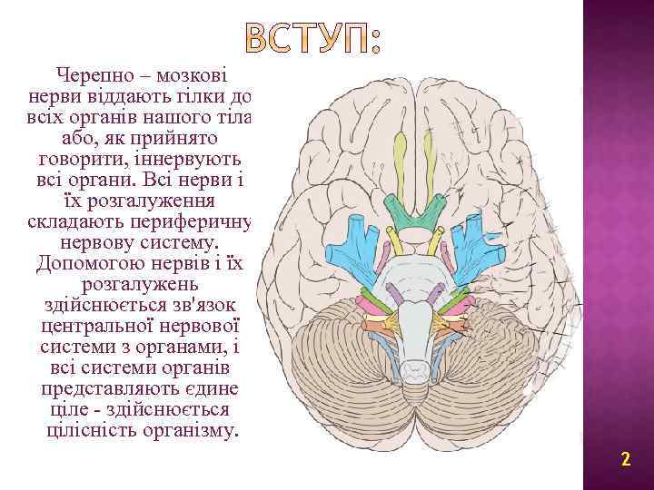 Черепно – мозкові нерви віддають гілки до всіх органів нашого тіла або, як прийнято