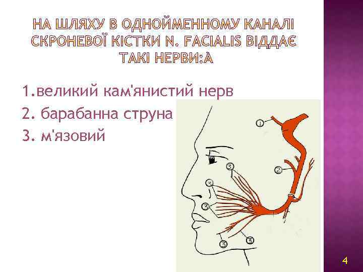 1. великий кам'янистий нерв 2. барабанна струна 3. м'язовий 4 