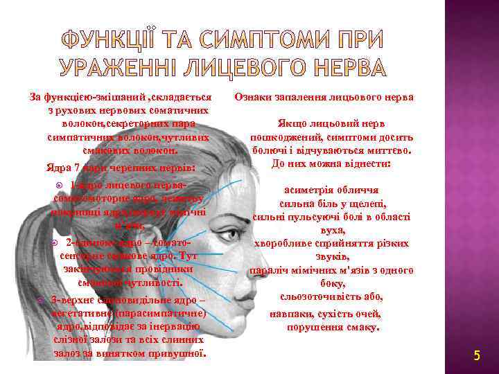 За функцією-змішаний , складається з рухових нервових соматичних волокон, секреторних пара симпатичних волокон, чутливих