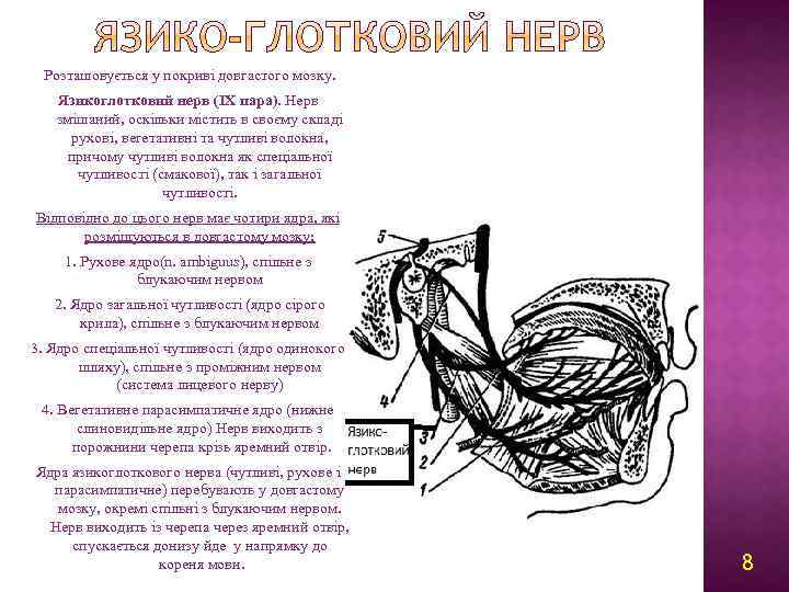 Розташовується у покриві довгастого мозку. Язикоглотковий нерв (IX пара). Нерв змішаний, оскільки містить в