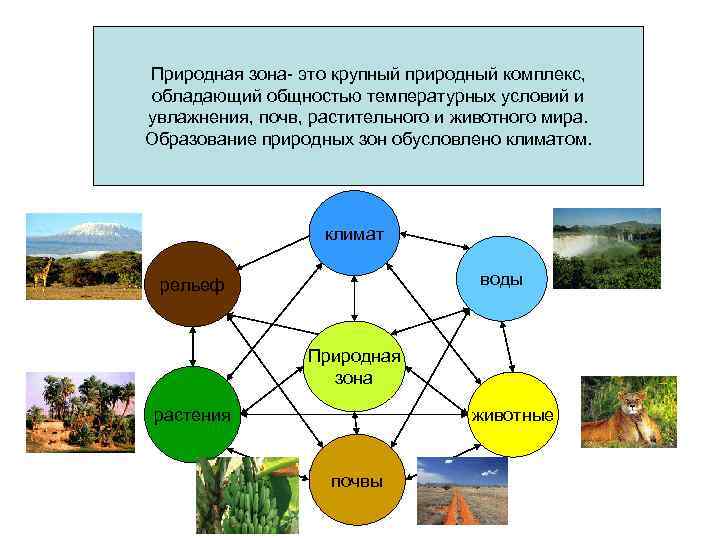 Природная зона- это крупный природный комплекс, обладающий общностью температурных условий и увлажнения, почв, растительного