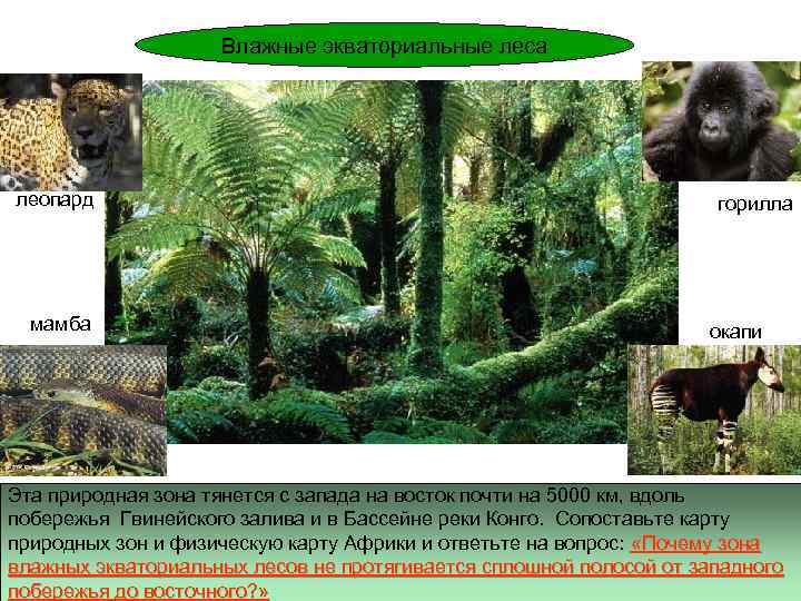 Влажные экваториальные леса леопард мамба горилла окапи Эта природная зона тянется с запада на