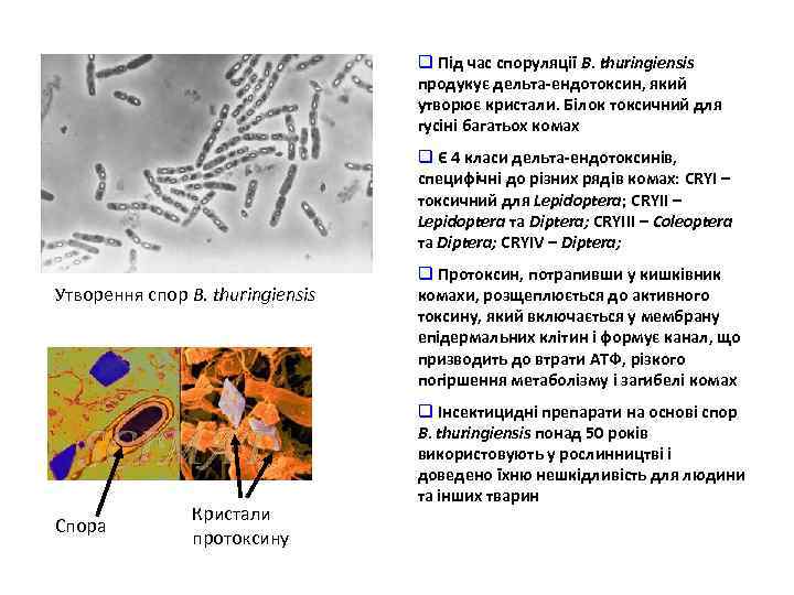 q Під час споруляції B. thuringiensis продукує дельта-ендотоксин, який утворює кристали. Білок токсичний для