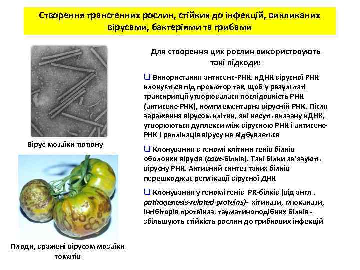 Створення трансгенних рослин, стійких до інфекцій, викликаних вірусами, бактеріями та грибами Для створення цих
