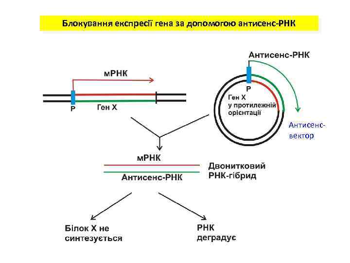 Блокування експресії гена за допомогою антисенс-РНК Антисенсвектор 