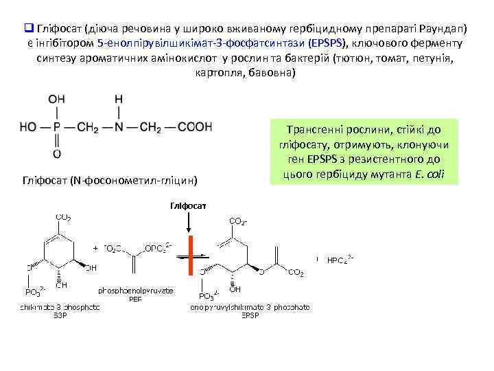 q Гліфосат (діюча речовина у широко вживаному гербіцидному препараті Раундап) є інгібітором 5 -енолпірувілшикімат-3