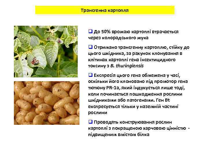 Трансгенна картопля q До 50% врожаю картоплі втрачається через колорадського жука q Отримано трансгенну