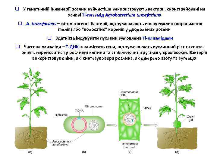 q У генетичній інженерії рослин найчастіше використовують вектори, сконструйовані на основі Ті-плазмід Agrobacterium tumefaciens