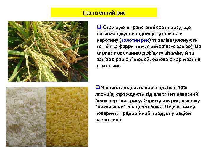Трансгенний рис q Отримують трансгенні сорти рису, що нагромаджують підвищену кількість каротину (золотий рис)