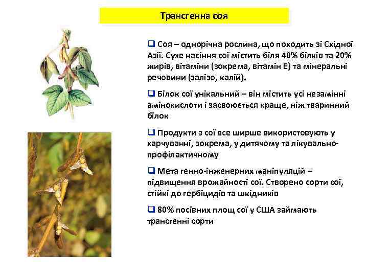 Трансгенна соя q Соя – однорічна рослина, що походить зі Східної Азії. Сухе насіння