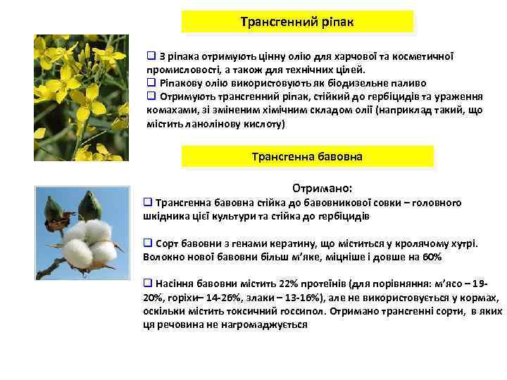 Трансгенний ріпак q З ріпака отримують цінну олію для харчової та косметичної промисловості, а