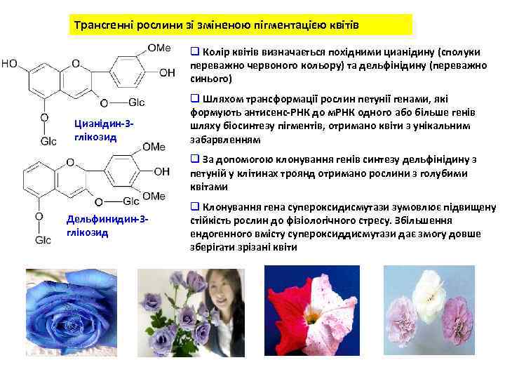 Трансгенні рослини зі зміненою пігментацією квітів q Колір квітів визначається похідними цианідину (сполуки переважно