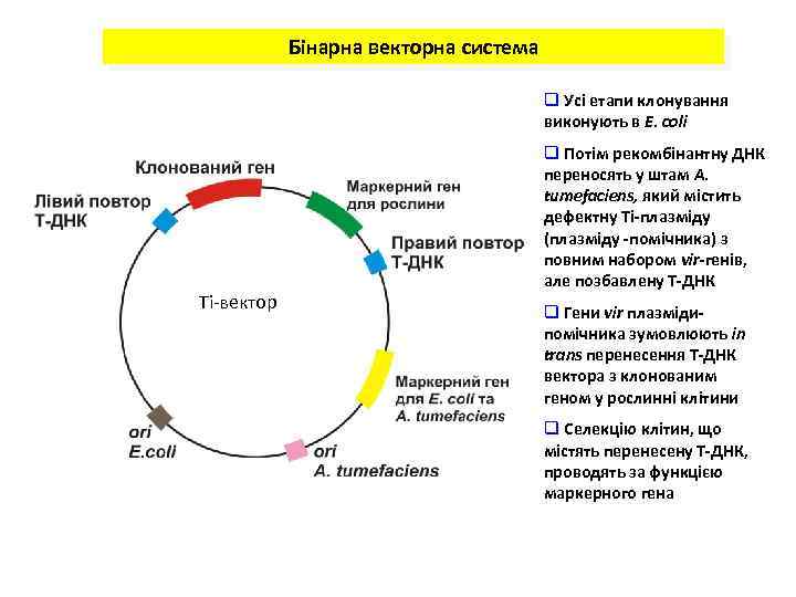 Бінарна векторна система q Усі етапи клонування виконують в E. coli Ті-вектор q Потім