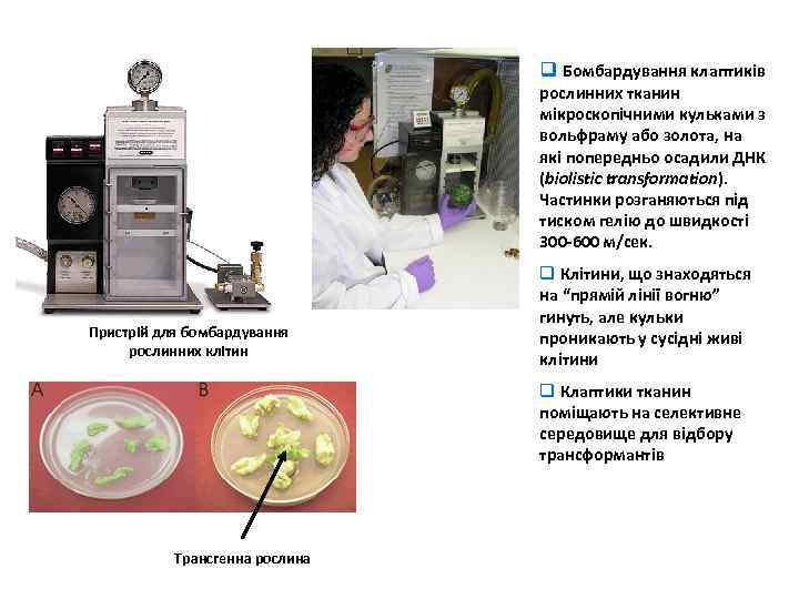 q Бомбардування клаптиків рослинних тканин мікроскопічними кульками з вольфраму або золота, на які попередньо