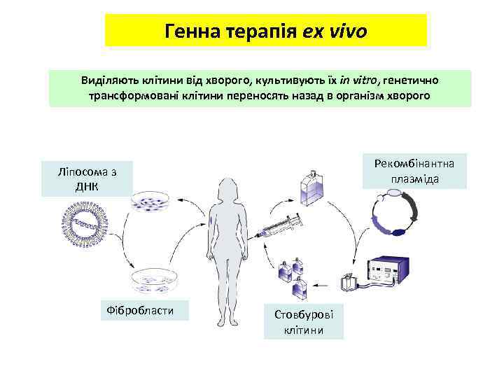 In vivo. In vivo и in vitro что это такое. Генная терапия in vivo ex vivo in vitro. Схемы генной терапии in vivo и in vitro. In vivo и in vitro что это такое в фармакологии.