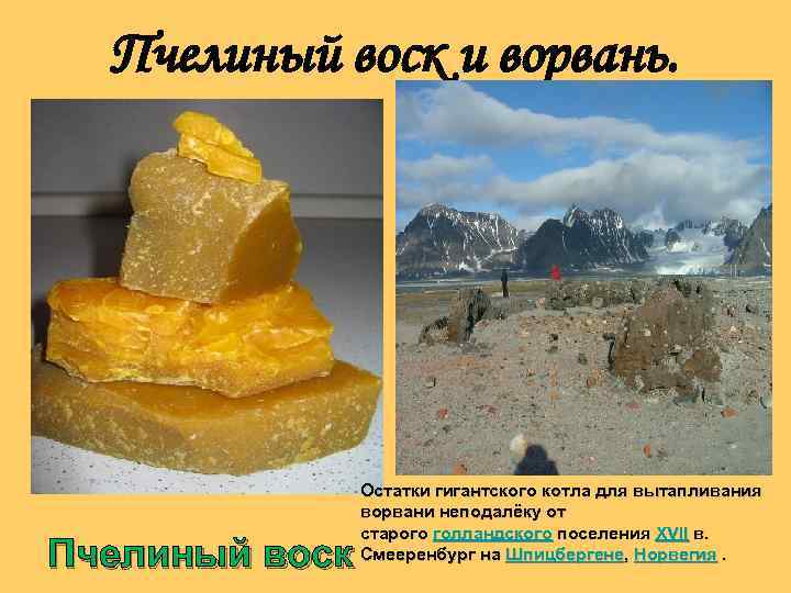 Пчелиный воск и ворвань. Пчелиный воск Остатки гигантского котла для вытапливания ворвани неподалёку от