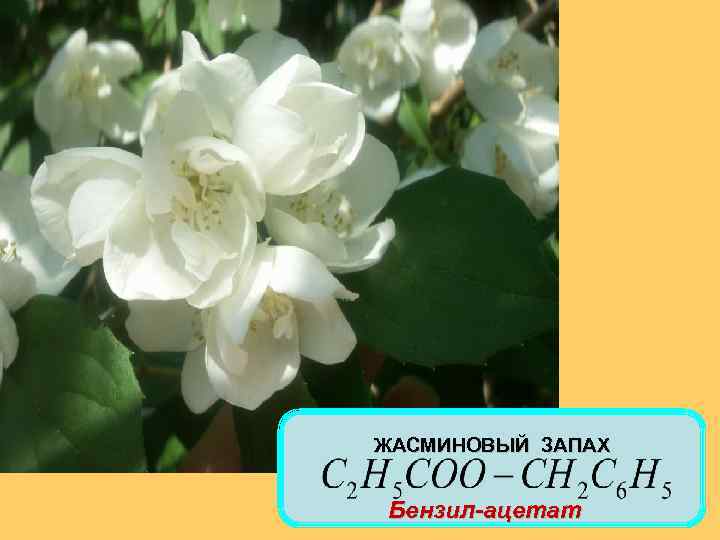 ЖАСМИНОВЫЙ ЗАПАХ Бензил-ацетат 