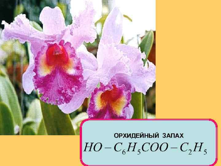 ОРХИДЕЙНЫЙ ЗАПАХ 