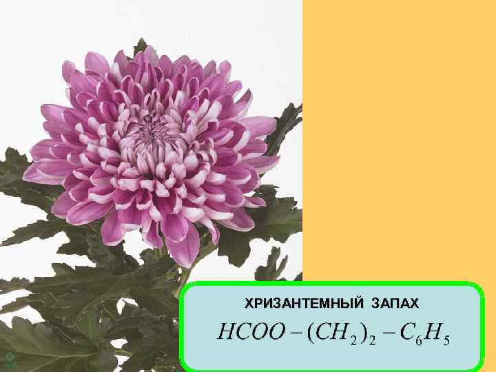 ХРИЗАНТЕМНЫЙ ЗАПАХ 