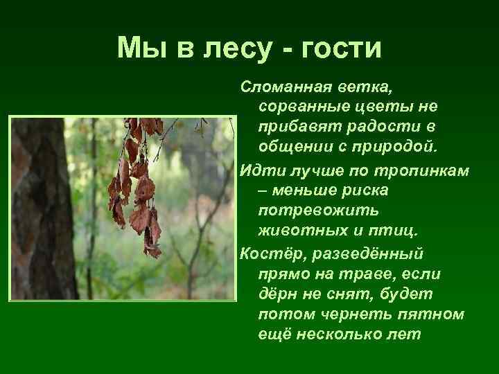 Мы в лесу - гости Сломанная ветка, сорванные цветы не прибавят радости в общении