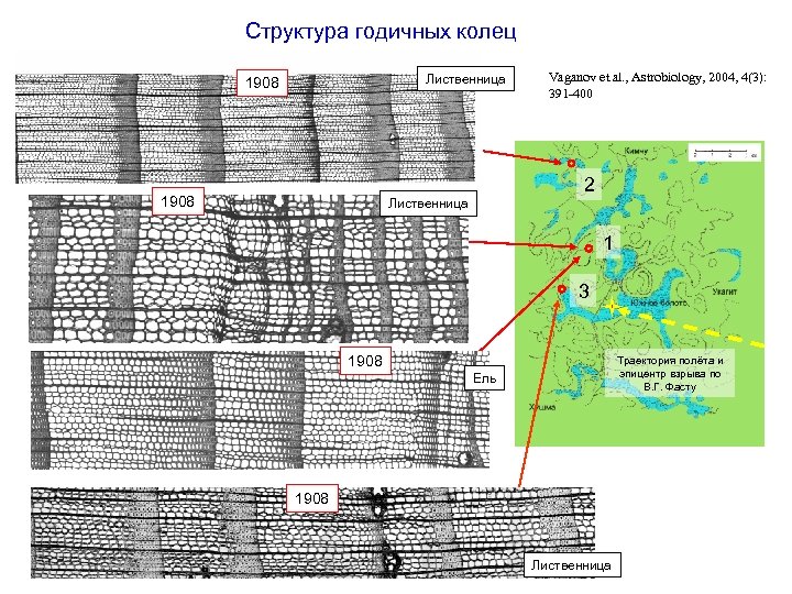 Структура годичных колец Лиственница 1908 Vaganov et al. , Astrobiology, 2004, 4(3): 391 -400