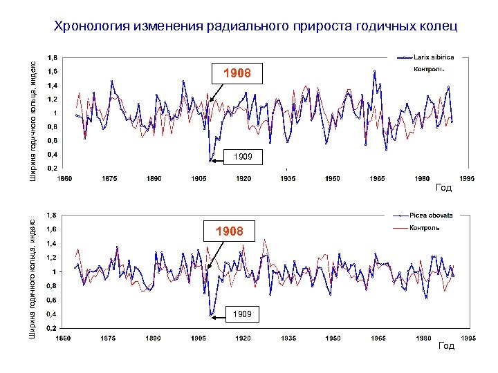 Ширина годичного кольца, индекс Хронология изменения радиального прироста годичных колец 1908 1909 Ширина годичного
