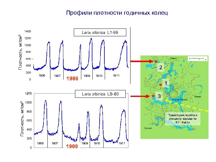 Профили плотности годичных колец Плотность, мг/см 3 Larix sibirica L 1 -99 2 1906