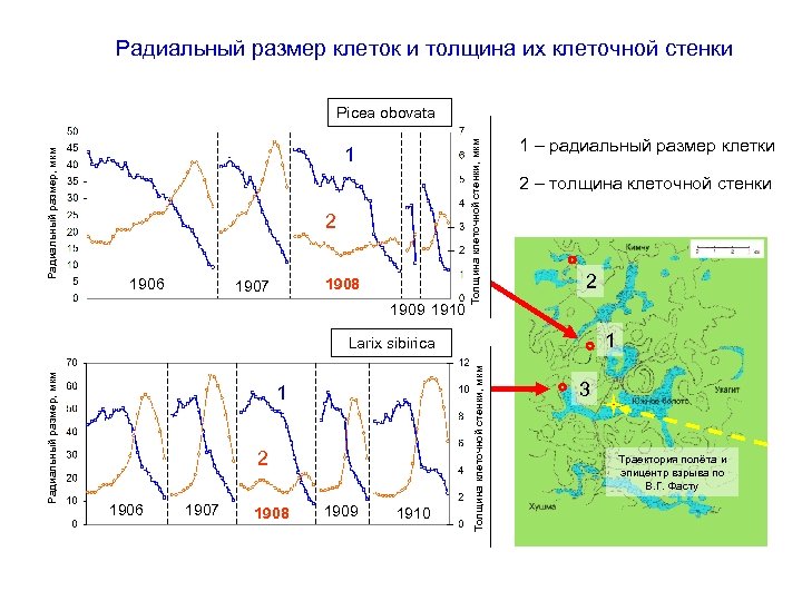 Радиальный размер клеток и толщина их клеточной стенки 1 2 1906 1908 1907 1909