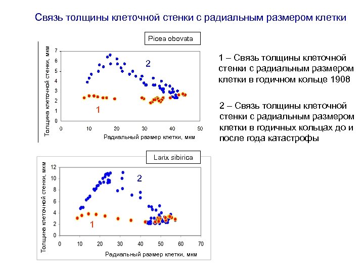 Связь толщины клеточной стенки с радиальным размером клетки Толщина клеточной стенки, мкм Picea obovata