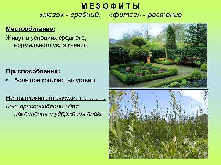 МЕЗОФИТЫ «мезо» - средний, «фитос» - растение Местообитание: Живут в условиях среднего, нормального увлажнения.