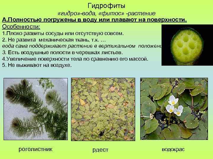 Гидрофиты «гидро» -вода, «фитос» -растение А. Полностью погружены в воду или плавают на поверхности.
