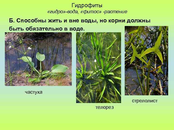 Гидрофиты «гидро» -вода, «фитос» -растение Б. Способны жить и вне воды, но корни должны