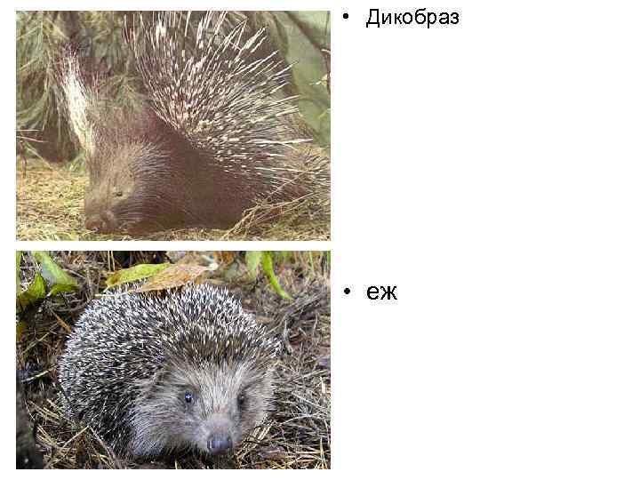  • Дикобраз • еж 