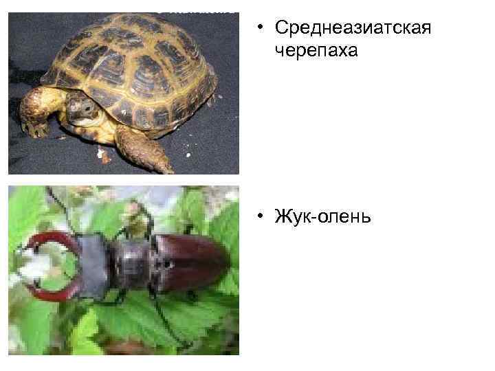  • Среднеазиатская черепаха • Жук-олень 