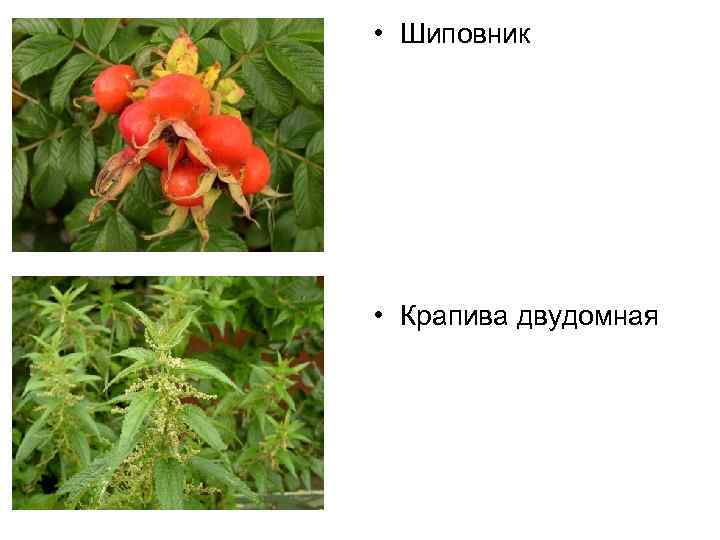  • Шиповник • Крапива двудомная 