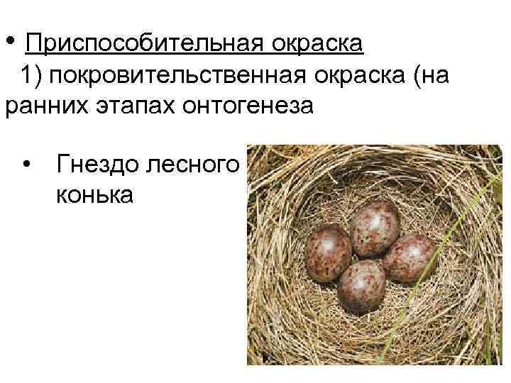  • Приспособительная окраска 1) покровительственная окраска (на ранних этапах онтогенеза • Гнездо лесного