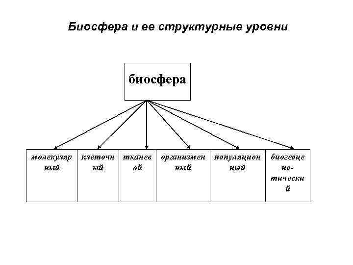 Биосфера и ее структурные уровни биосфера молекуляр ный клеточн тканев ый ой организмен ный