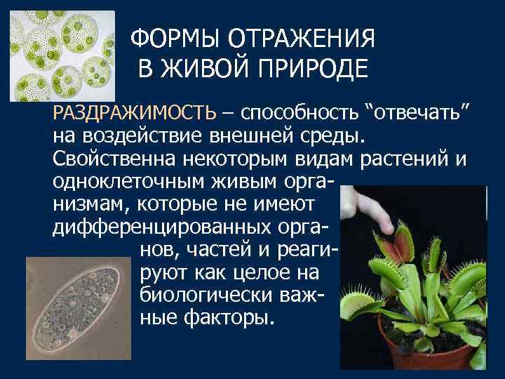 ФОРМЫ ОТРАЖЕНИЯ В ЖИВОЙ ПРИРОДЕ РАЗДРАЖИМОСТЬ – способность “отвечать” на воздействие внешней среды. Свойственна